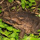 Rhinella marina