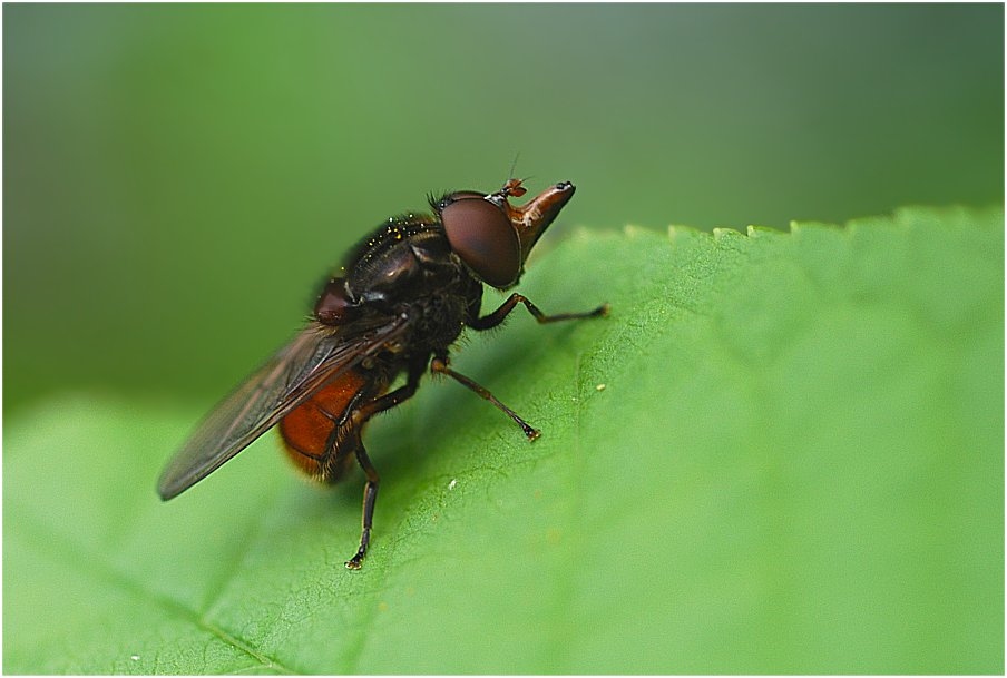 Rhingia campestris