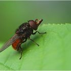 Rhingia campestris