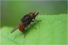 Rhingia campestris by Hans-Wilhelm Grömping