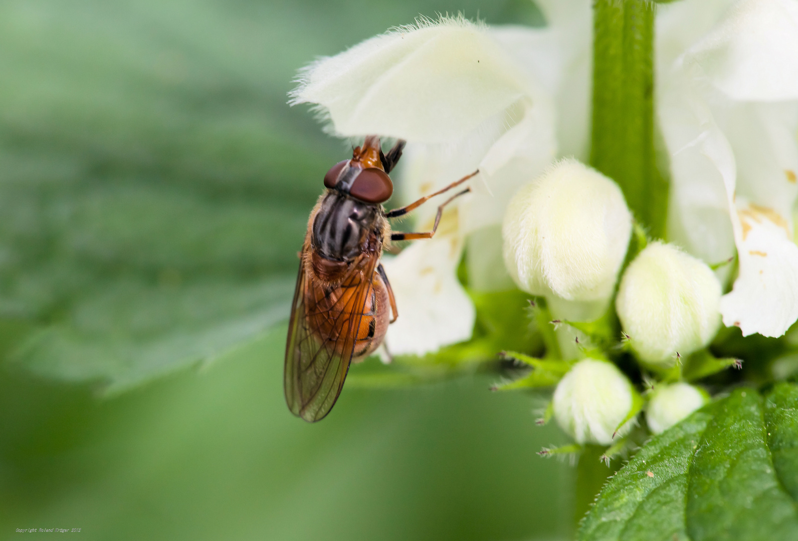 Rhingia campestris