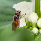 Rhingia campestris