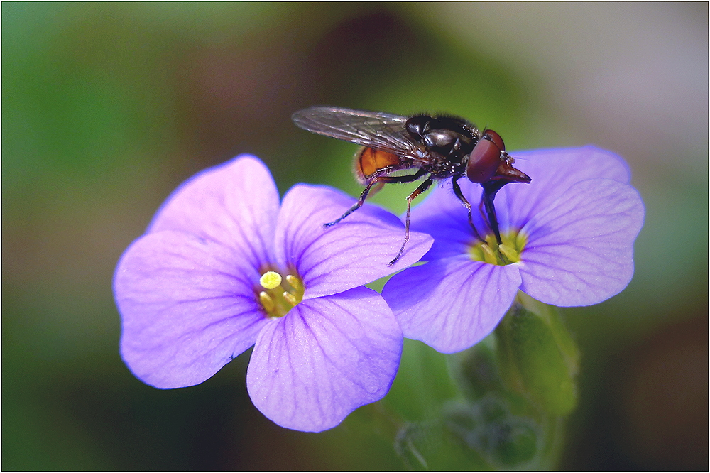 Rhingia campestris