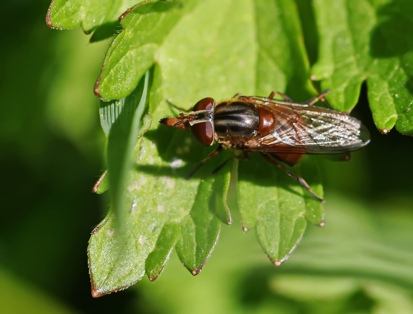 Rhingia campestris