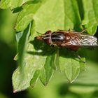 Rhingia campestris