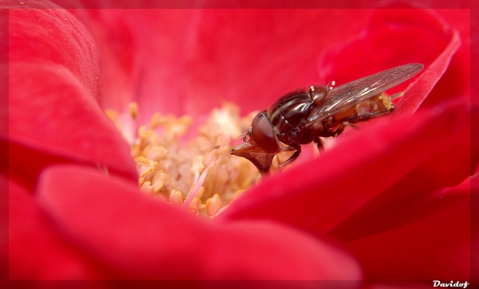 Rhingie butinant une rose