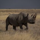 Rhino