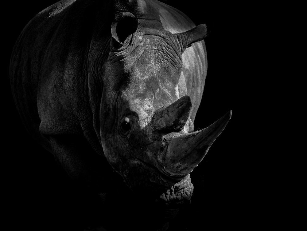 Rhino