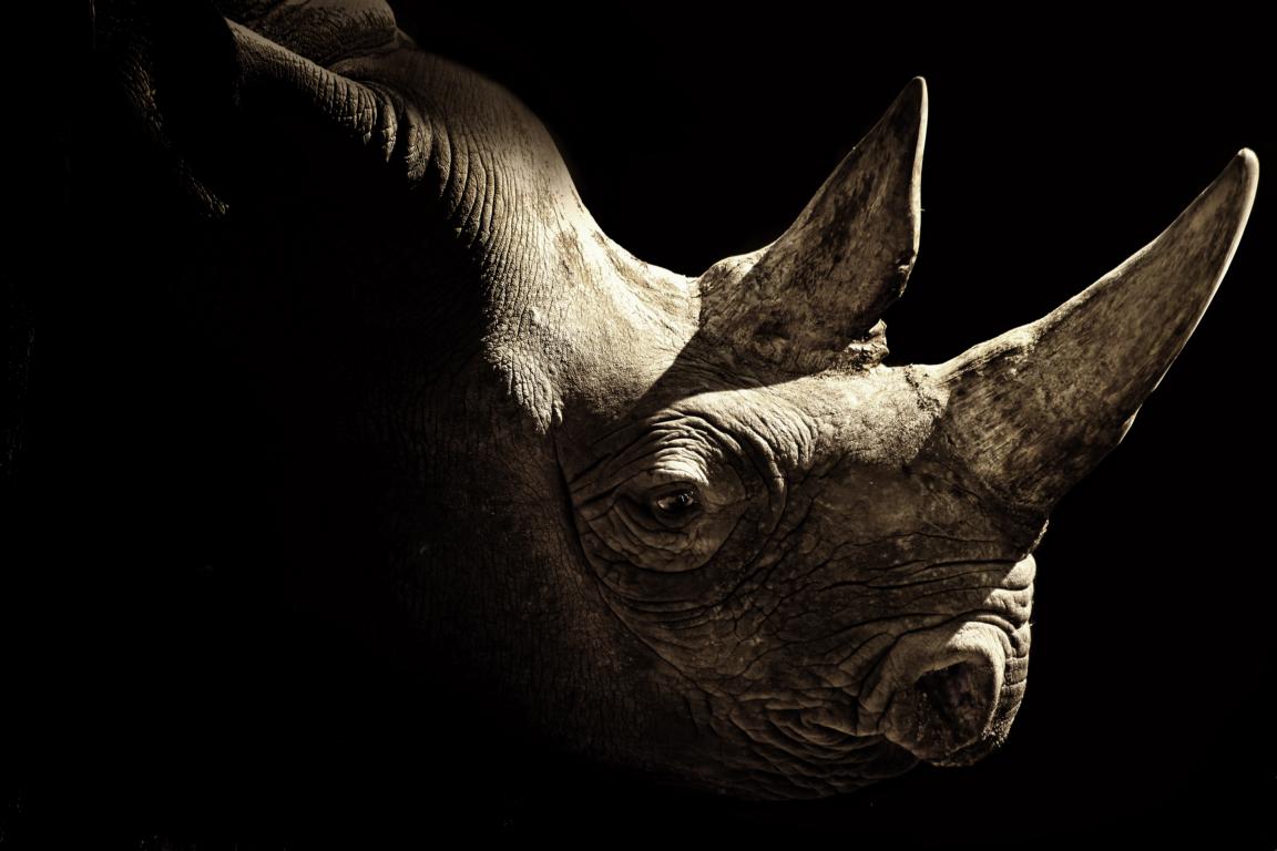 Rhino