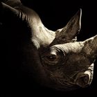 Rhino