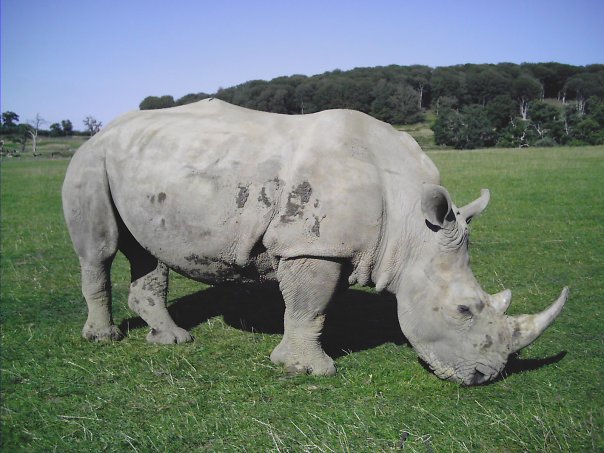 Rhino