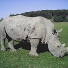 Rhino