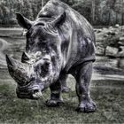 Rhino