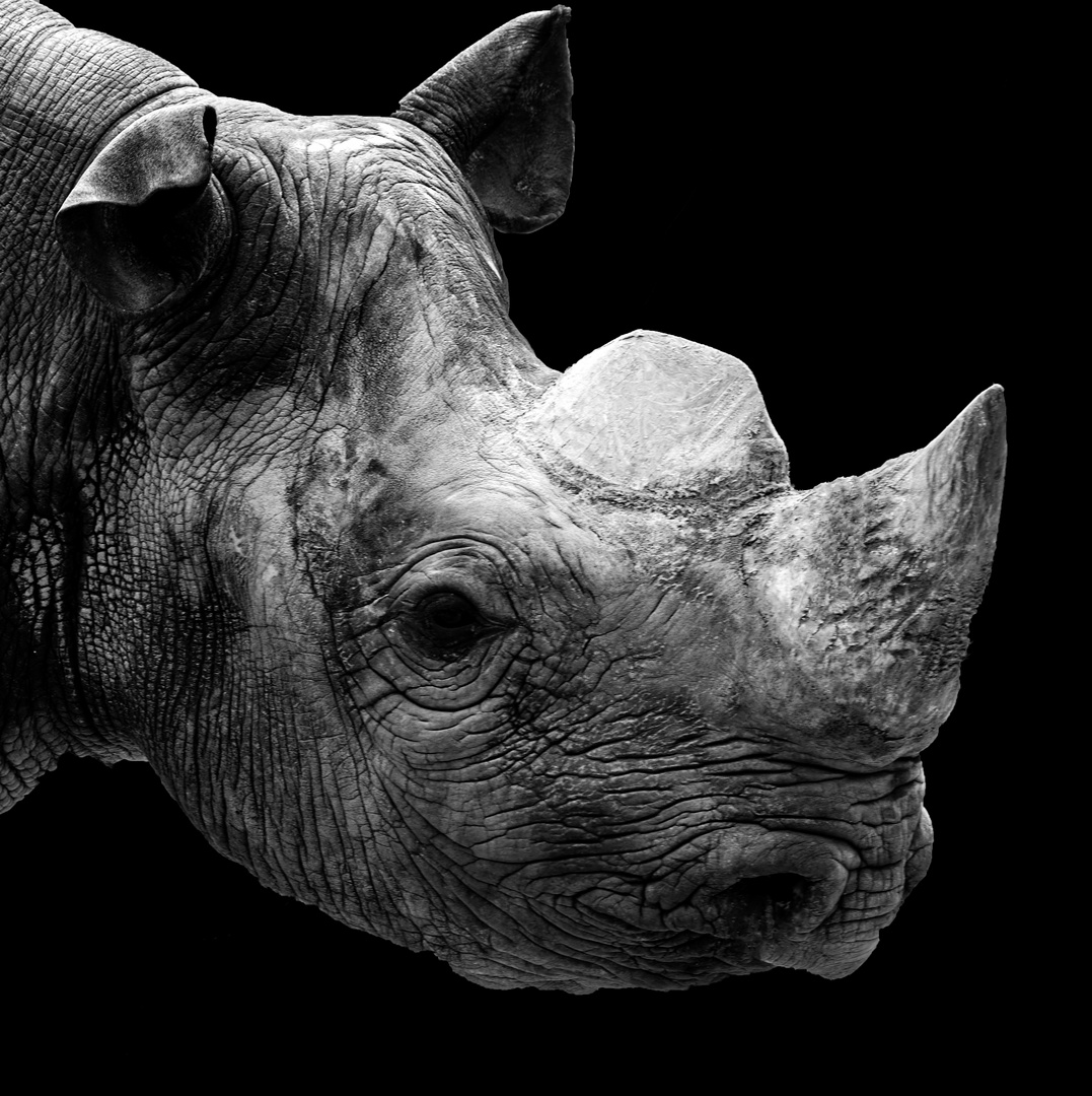 Rhino