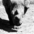 Rhino