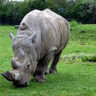 Rhino