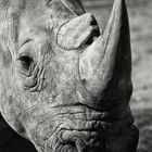 Rhino