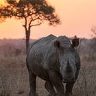 Rhino