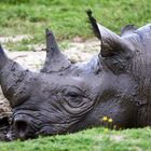 Rhino