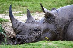 Rhino