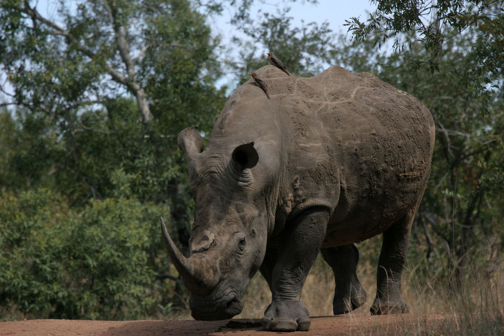 Rhino