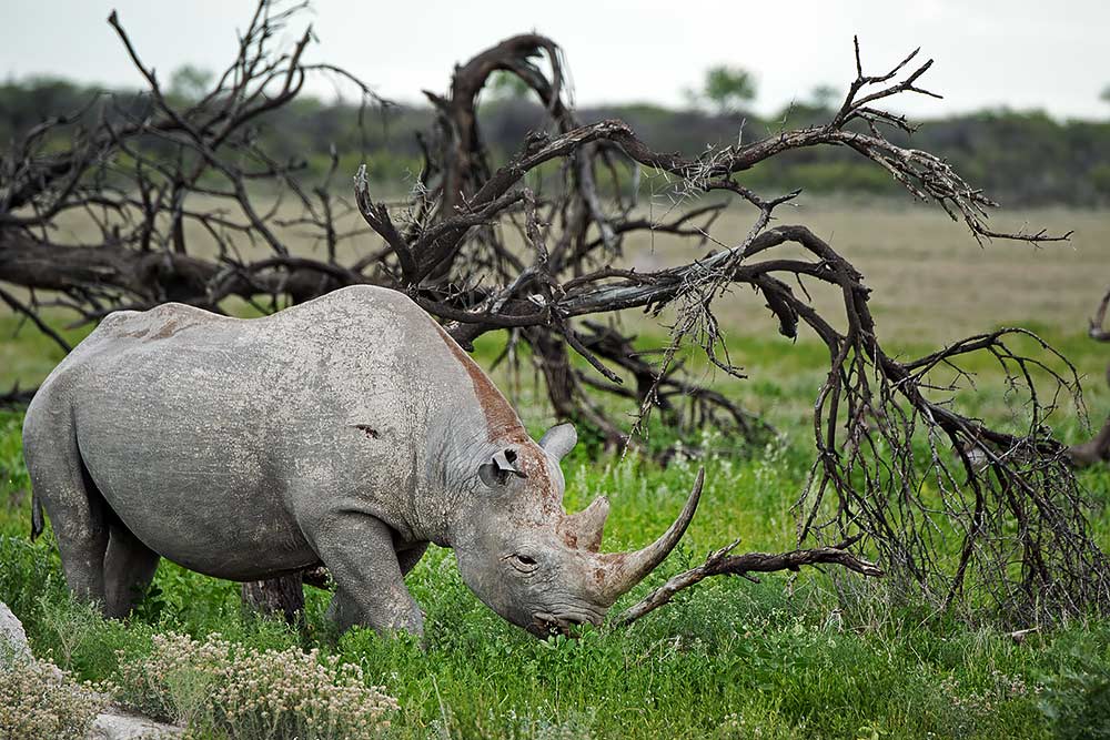 Rhino