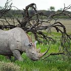 Rhino