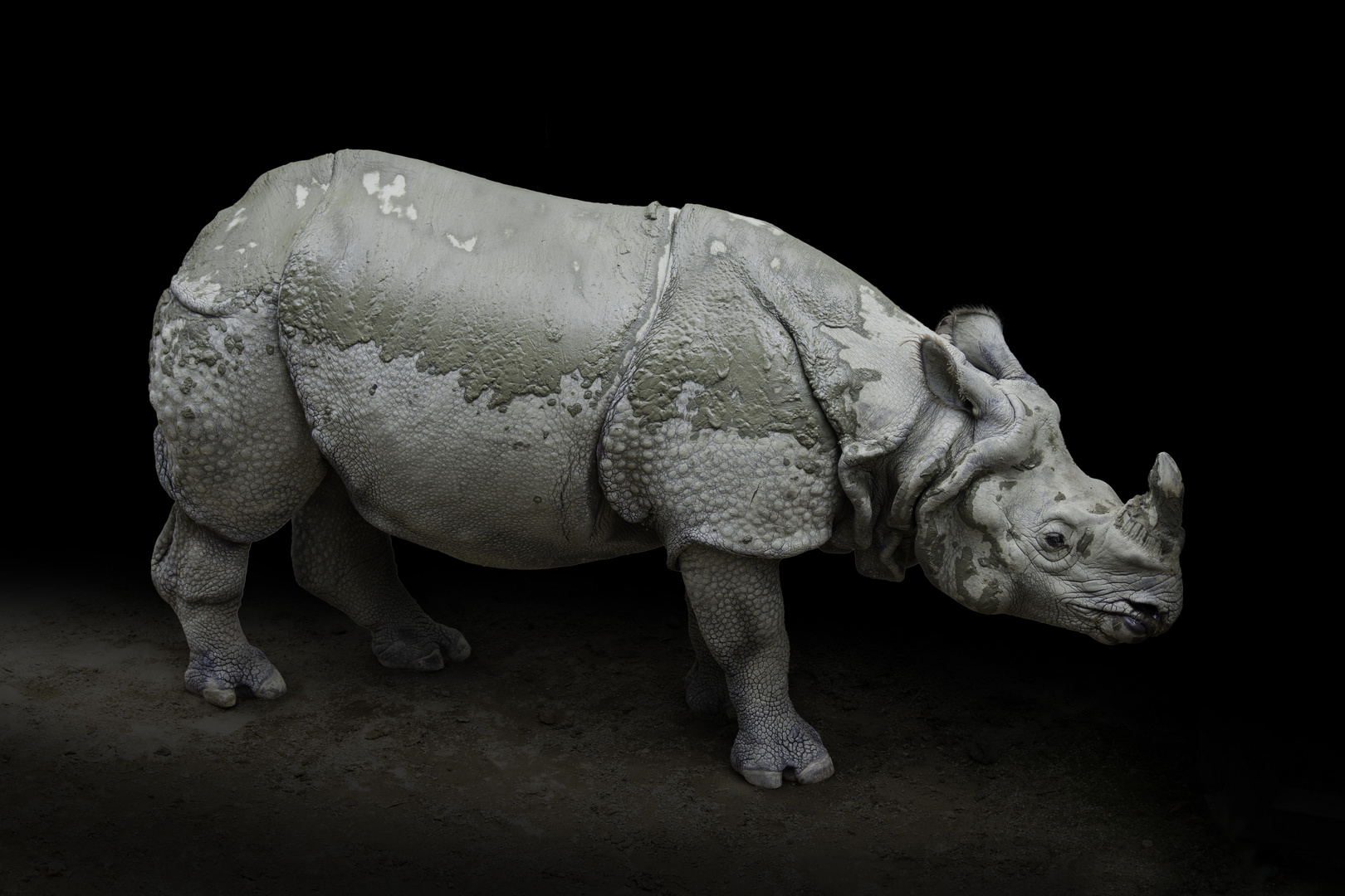 Rhino