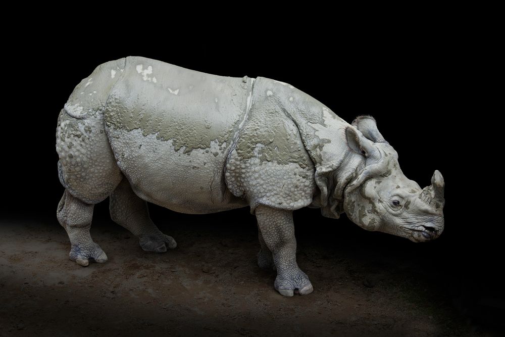 Rhino