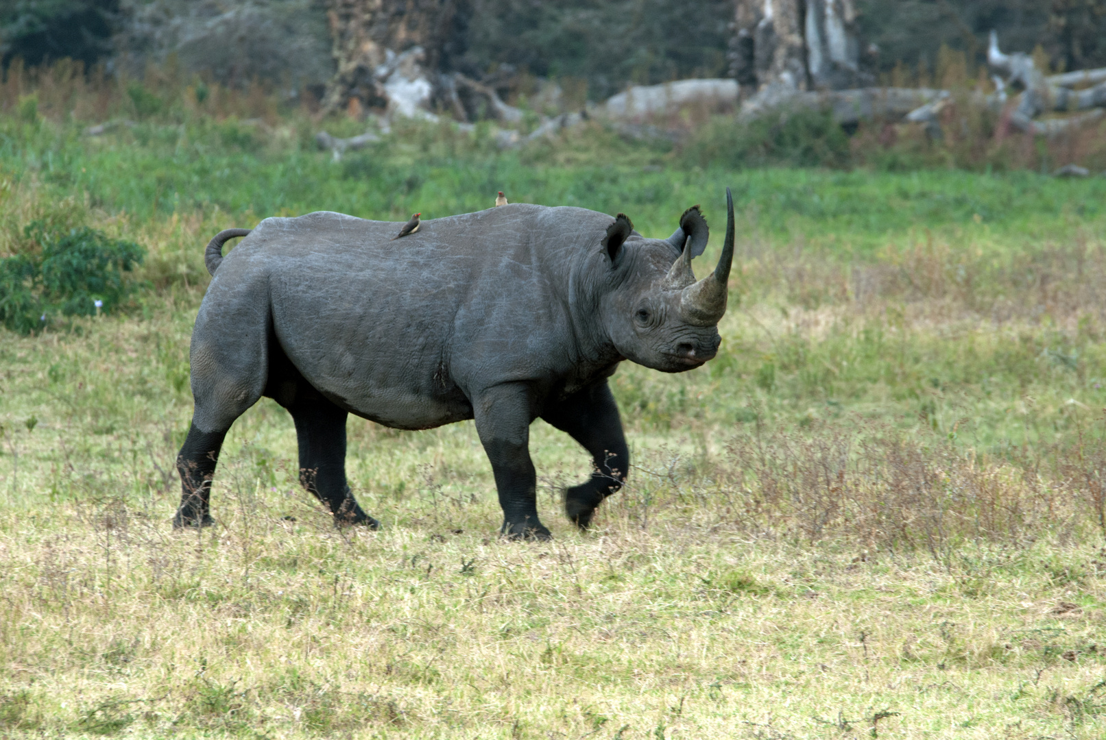 rhino