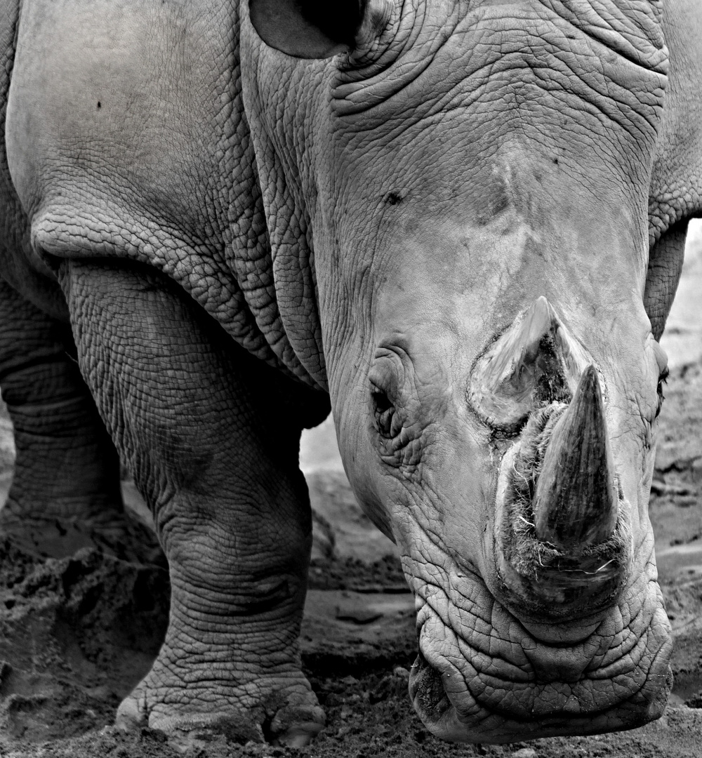 Rhino