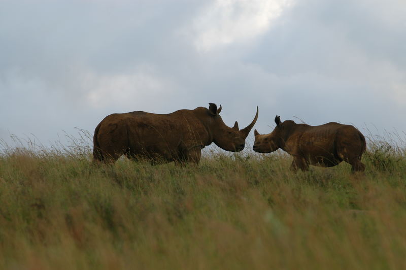 Rhino and Baby