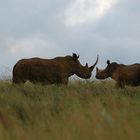 Rhino and Baby