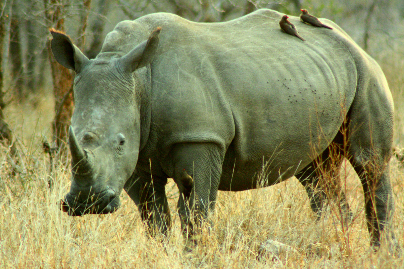 rhino and the birds