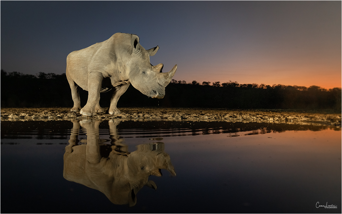 Rhino at night in Zimanga