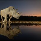 Rhino at night in Zimanga