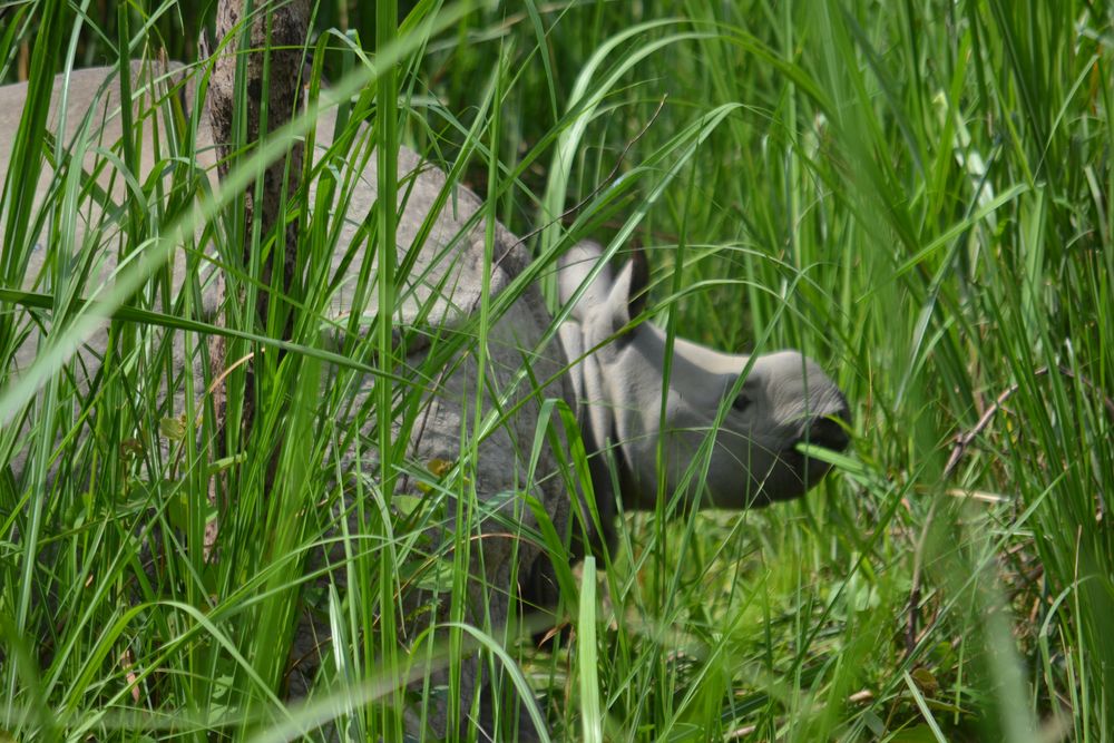 Rhino Baby mit Mama