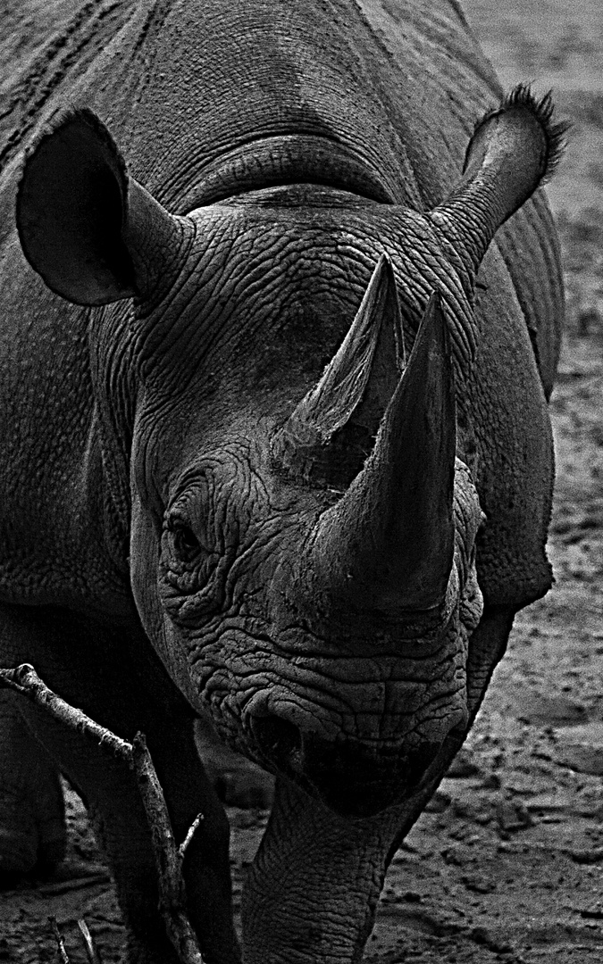 Rhino