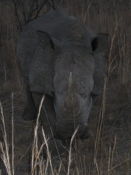 Rhino bei Dämmerung