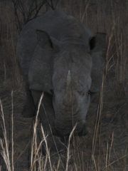 Rhino bei Dämmerung