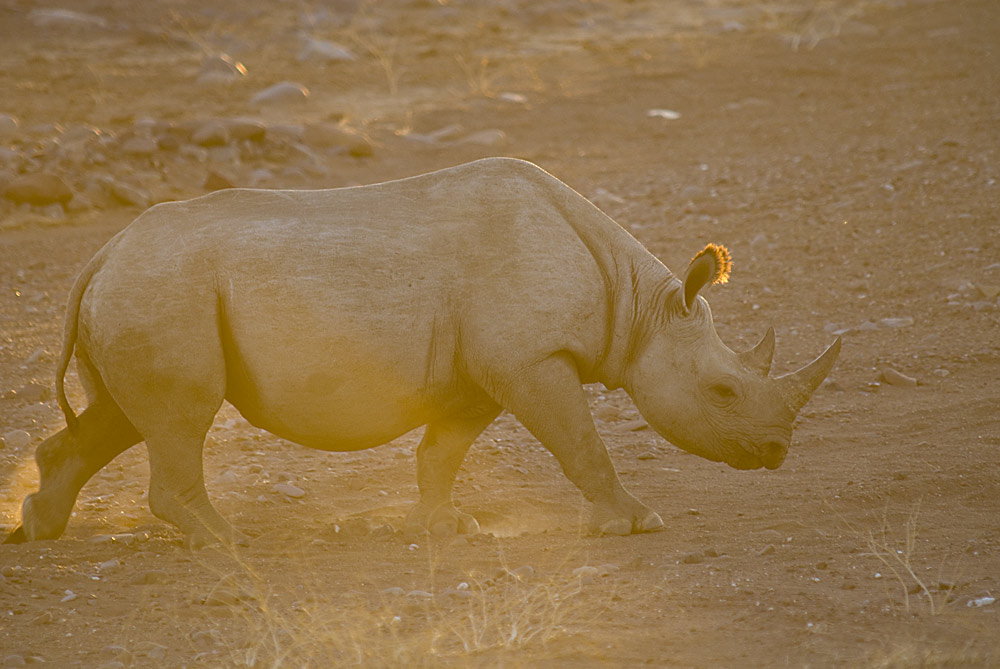 Rhino bei Sonnenuntergang