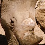 RHINO