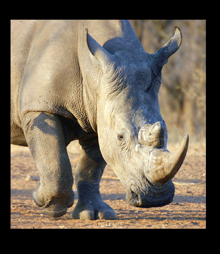 Rhino Charging