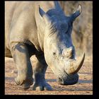 Rhino Charging