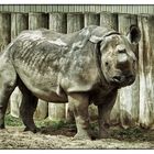 Rhino