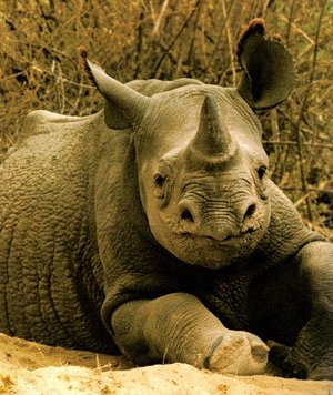 Rhino