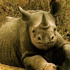 Rhino