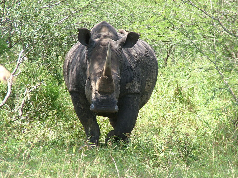 Rhino