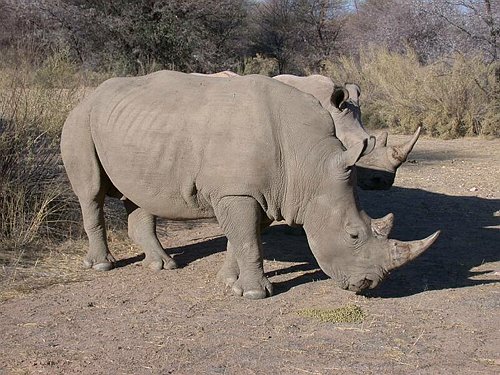 rhino