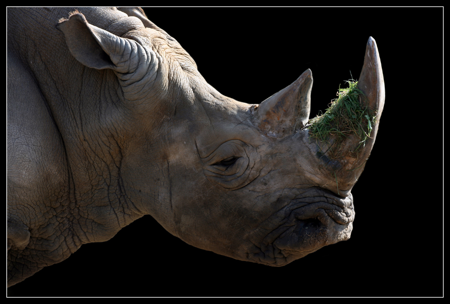 Rhino